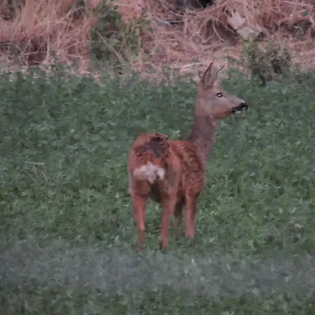 Ana De Tejas Azules *