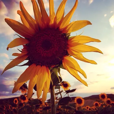 Lantställe Ana De Tejas Azules Medinaceli