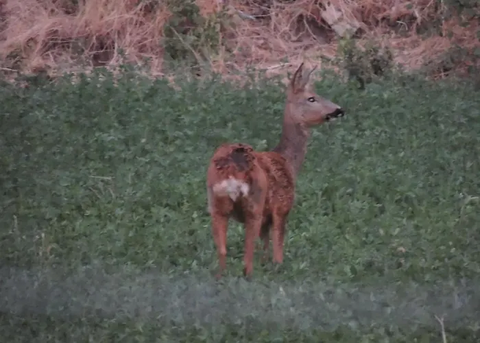 Ana De Tejas Azules *