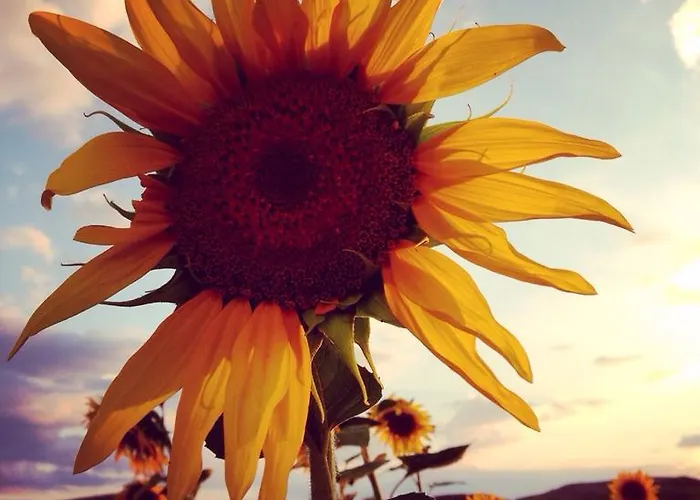 컨트리하우스 Ana De Tejas Azules 메디나셀리